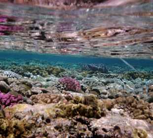 Blick vom offenen Meer auf Hausriff - Hotel Iberotel Club Fa