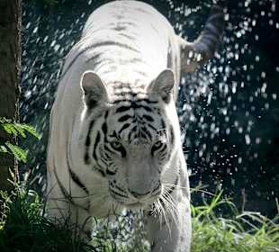 Weißer Tiger kommt aus dem Wasser