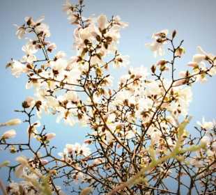 Baumblüte