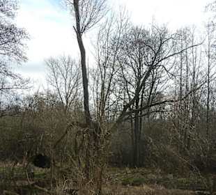 Naturschutzgebiet Boberger Niederung