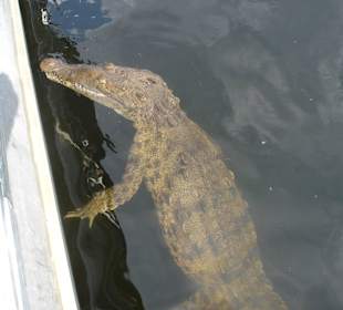 Jamaicanincentives Company Ltd.