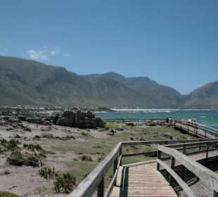 Boardwalk zu den Pinguinen