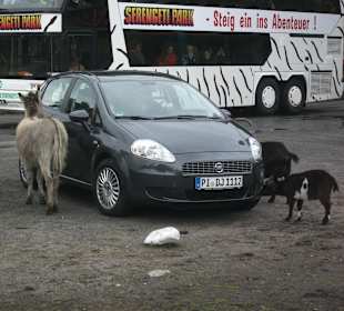 Risiko wenn man selbst einfährt