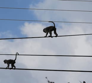Affen auf den Hochleitungen im Hochland