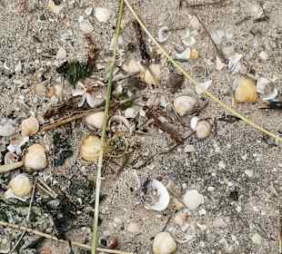 Strand Schillig