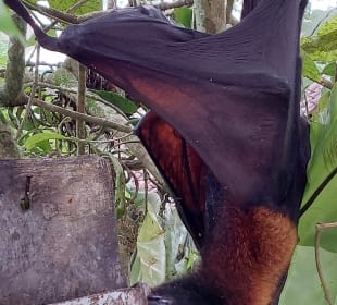 Flughund