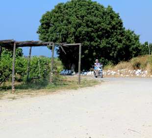 Taverna Ampeli (Restauracja)