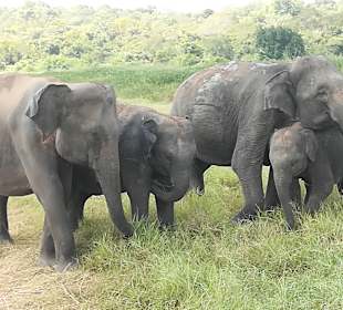Minneriya Nationalpark
