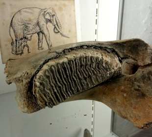 Geologische Sammlung des Museums