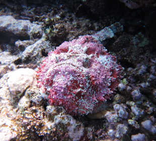 Shaab Marsa Alam