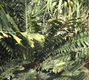 Botanischer Garten