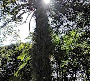Botanischer Garten Puerto de la Cruz