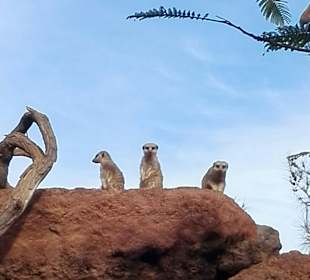Zoo Stella Canaris (geschlossen)