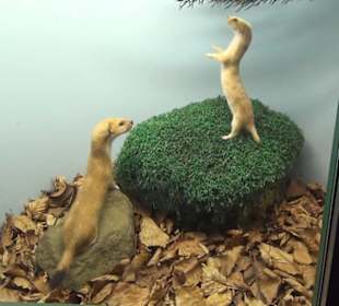 Museum Jagdtier + Vogelkunde