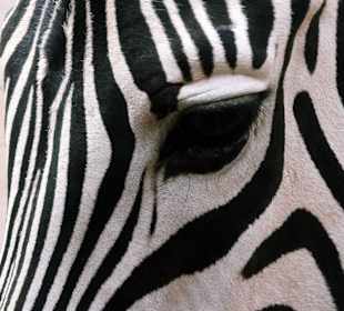 Zebra Ansicht