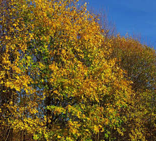 Laubbäume vom feinsten