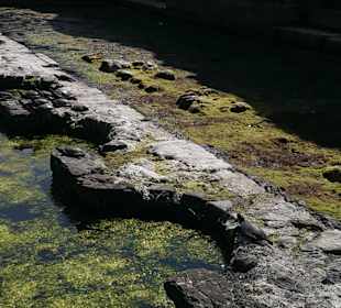 Schildkrötrn in Butrint