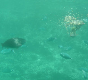 Fischfütterung