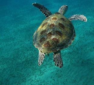 Schildkröte
