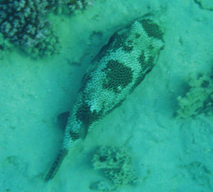 Schnorcheln Marsa Alam