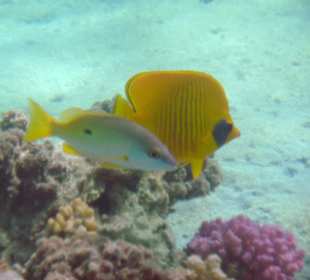 Schnapper, Masken-Falterfisch