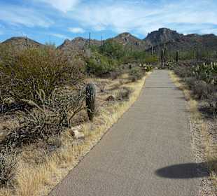 Desert Discovery Trail