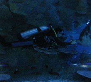 Großes becken - Taucher mit Hai