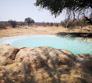 Safari Tour Timbavati