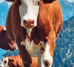 Wandern Hermagor - Pressegger See