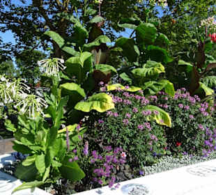 Gartenschau Eppingen