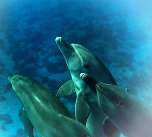 Simsim Dezember 2019