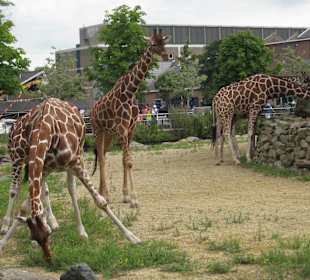Artis Zoo Tiere