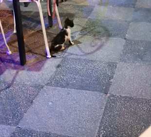 Katzen hier sind erwünscht