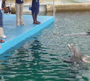 In Ocean World Puerto Plata 