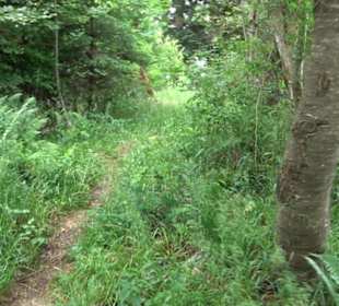 Premiumwanderweg "hochgehackert"