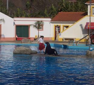 Seelöwen Delphinshow