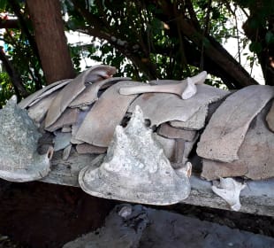 Mnarani Marine Schildkröten Conservation