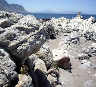 Stoney Point African Penguin Breeding Colony