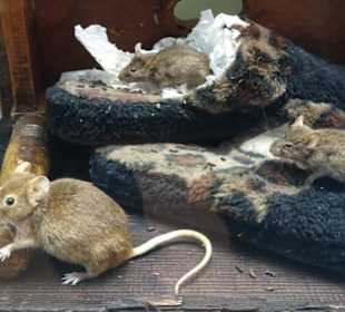 Exponate des Naturkundemuseums Coburg