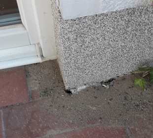 Terrasse voller Ameisen