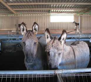 Esel und Ziegen im Stall