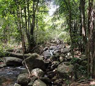 Auf dem Weg in den Jungle