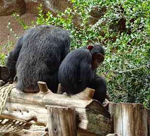 Faulenzen im Loro Parque