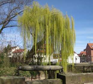 Schlossgarten Schwetzingen