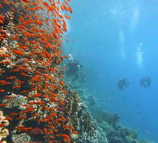 Tauchen am Tulip Hausriff