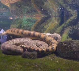 Змеи в террариуме 