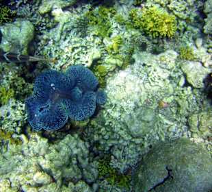 Am Hausriff Athuruga