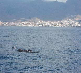 Wale die ruhig im Wasser gleiten