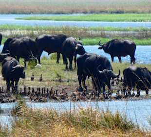 Büffelherde am Chobe-Fluss
