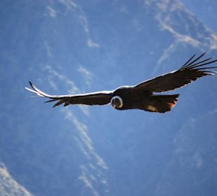 Cruz de Condor